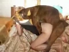 Compilation of sexy masked angels fucking sexually excited dogs on web camera